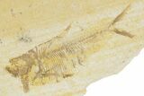 Bargain, Fossil Fish (Diplomystus) - Wyoming #379354-1